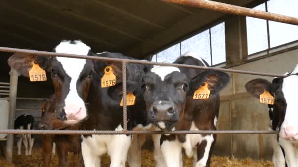 Kälber nach dem Milchtrinken auf dem Hof. Junge schwarz-weiße Holsteinkühe in einem Bauernstall. Chinesischer Tierkreis, Symbol des Jahres. - Filmmaterial, Video