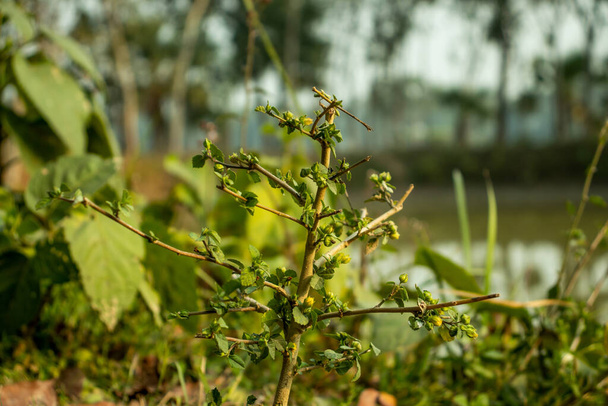 Běžné okvětní lístky, Sida acuta, Sida carpinifolia, Common Wireweed, Morning mallow z čeledi Malvaceae - Fotografie, Obrázek