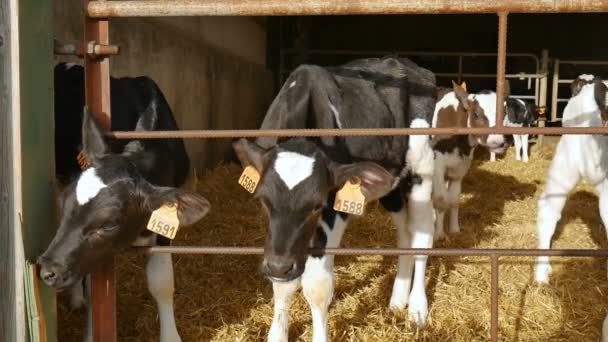 Calves after drinking milk on the farm. Young black and white holstein cows inside a farmers barn. Chinese zodiac, symbol of the year concepts. - Footage, Video