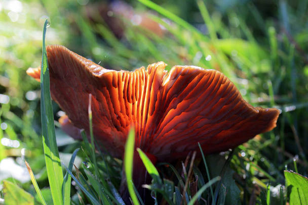 Un hongo del género Milchling retroiluminado en la hierba - Foto, imagen