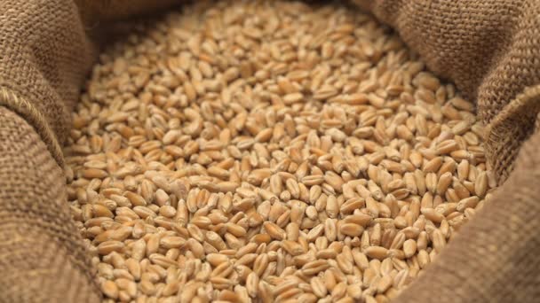 Ruka s pšeničným zrnem - Záběry, video