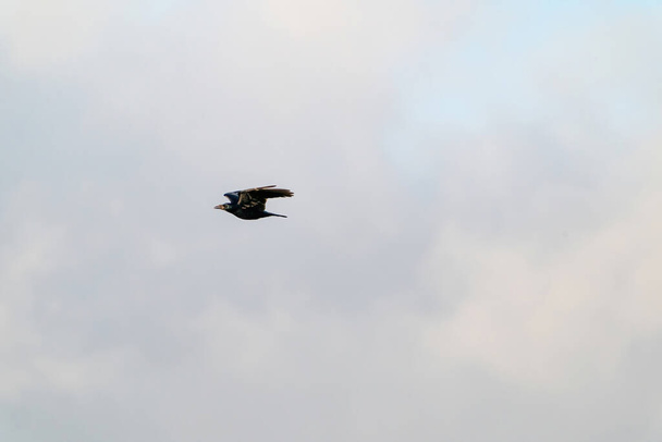 Ένα κοράκι πετάει στον γαλάζιο δραματικό ουρανό το χειμώνα - Φωτογραφία, εικόνα