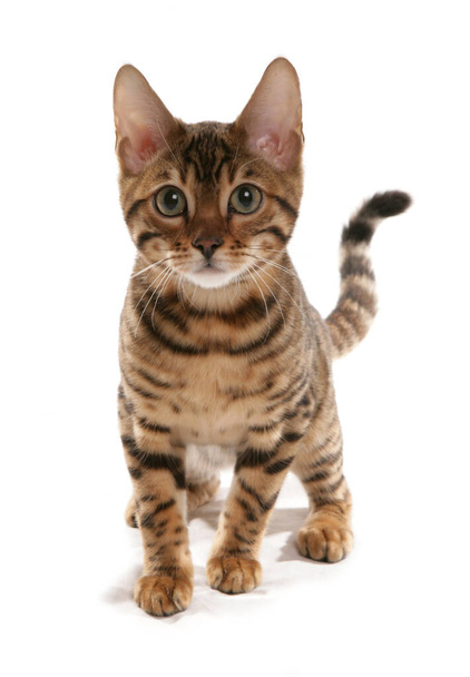 Rosetted Bengal Kitten eristetty valkoisella taustalla - Valokuva, kuva