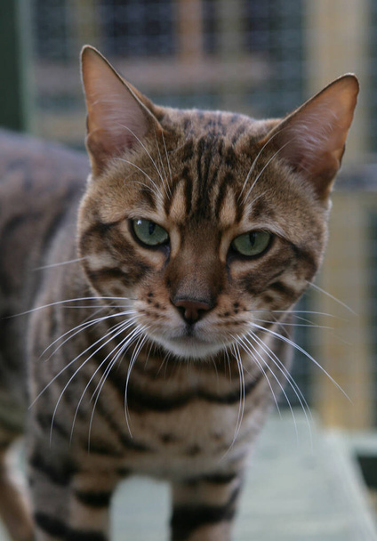 Rosetted Bengal Cat σε ένα κλουβί έξω - Φωτογραφία, εικόνα
