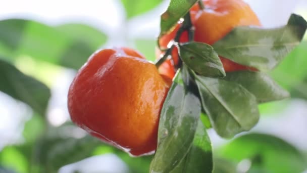 A mandarin gyümölcsök lezárják a makró felvételt. Vízcseppek hullanak az esőlevelek után a szélben. A nap átsüt a lombozaton. Természetes egészséges étel vegán fogalom. - Felvétel, videó