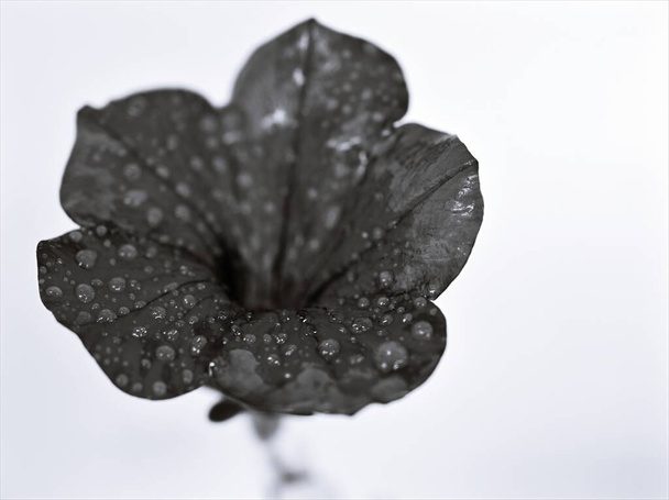 Siyah beyaz resimli çiçek, papatya çiçekleri ve bulanık arkaplan, makro ve kart tasarımı için eski tarz fotoğraf - Fotoğraf, Görsel