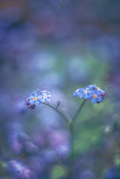 forget-me-not flor enfoque suave visión poética con lente vintage - Foto, imagen