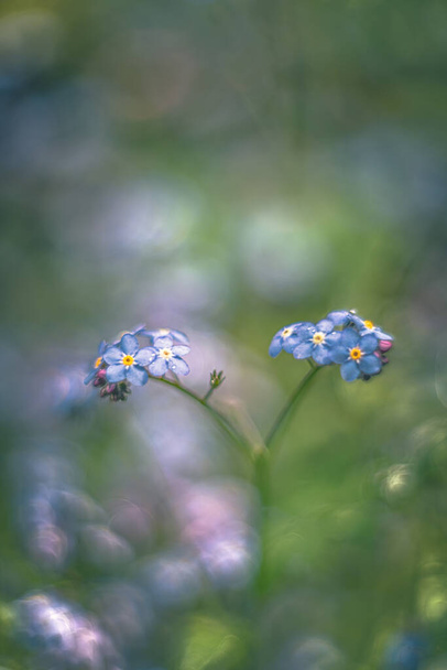 forget-me-not flor enfoque suave visión poética con lente vintage - Foto, imagen