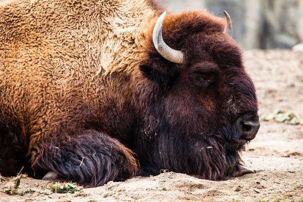 American Bison (Bison Bison) or Buffalo  - Photo, Image