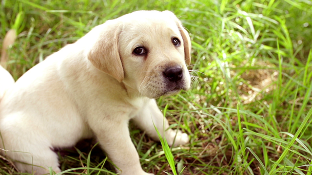 schattige jonge labrador puppy in gras - Video