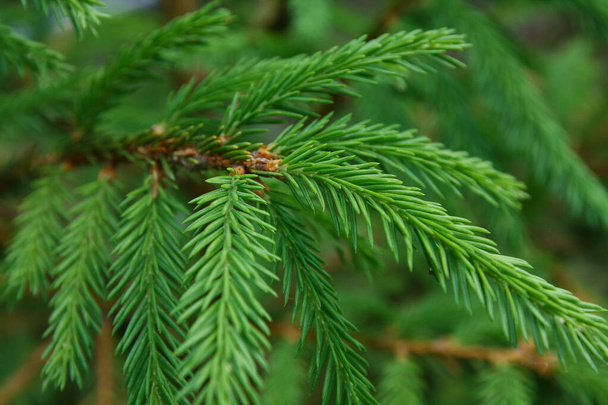 Spruce branches as a background, texture. New Years backdrop, the source. - Photo, Image