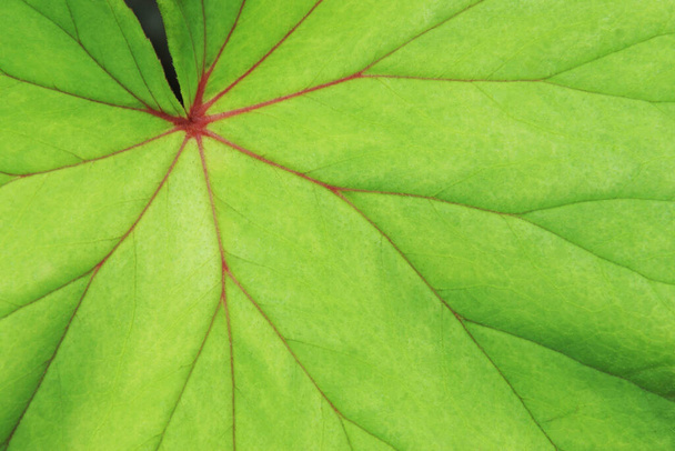 Green Leaf Red Vein of Begonia Plant as Natural Texture Background - Photo, Image