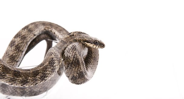 Le serpent tordu dans un gobelet sur un fond blanc
 - Photo, image