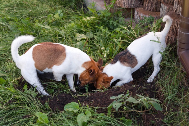 Un par de Jack Russell terriers cavando un agujero de perro en el patio trasero, al aire libre - Foto, Imagen