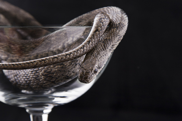 The snake lies in a goblet on a black background - Photo, Image