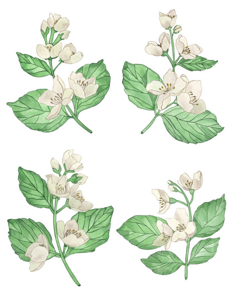 Aquarellblumen und Zweige Jasmin isoliert auf weißem Hintergrund. Florale Illustration für Design-Grußkarten, Hochzeitseinladungen. - Foto, Bild