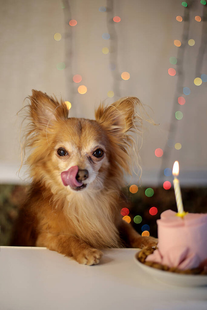 Brązowy pies chihuahua urodziny i ciasto kiełbasa z jednym płonącym świecą - Zdjęcie, obraz