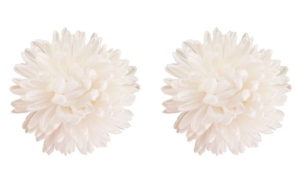 white chrysanthemums flower blooming  isolated on white background for stock photo or illustration - Photo, Image