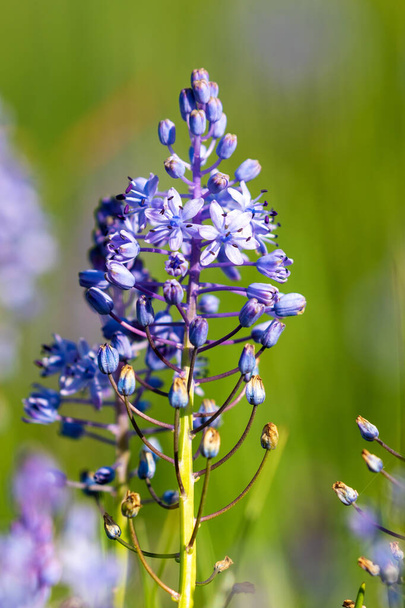 Les fleurs de la Scilla litardierei, l'améthyste squill prairie ou scilla dalmate - Photo, image