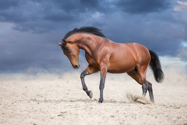 Bay semental libre correr rápido en el polvo del desierto - Foto, imagen