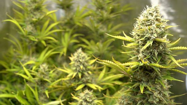 vue rapprochée de la plante de cannabis dans le jardin - Photo, image