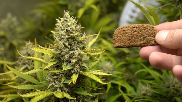 closeup view of the cannabis plant and hand holding hashish in the garden - Photo, Image