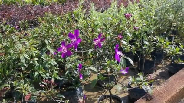 Sämling der lila Melastoma malabathricum Zimmerpflanze - Filmmaterial, Video