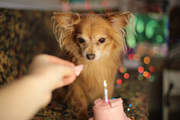 Brązowy pies chihuahua urodziny i ciasto kiełbasa z jednym płonącym świecą - Zdjęcie, obraz