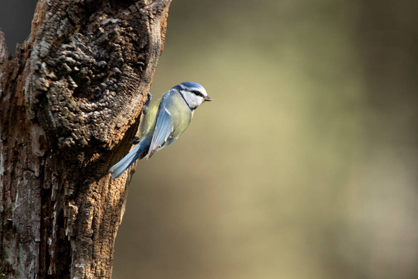 Blue tit with the first light of the morning in an oak forest on a cold and cloudy winter morning - Φωτογραφία, εικόνα