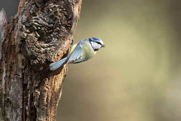 Blue tit with the first light of the morning in an oak forest on a cold and cloudy winter morning - Фото, зображення