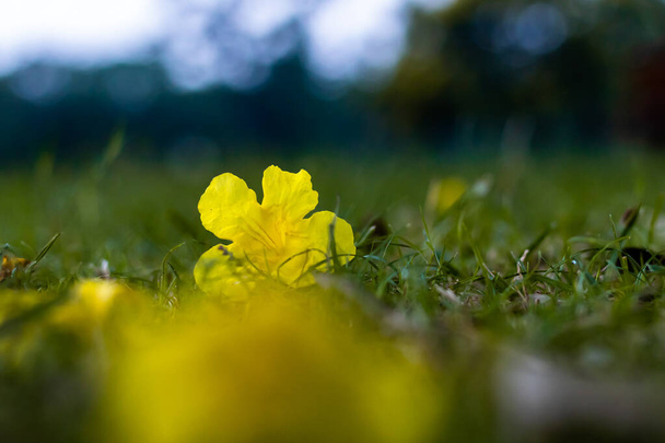 evening primrose fallen on grass in a morning with beautiful bokeh in the background. morning and autumn concept - Photo, Image