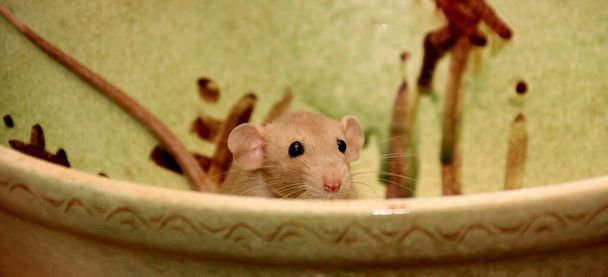 Hassu ruskea rotta istuu suurella saviruukulla. Hieno rotta on Rattus norvegicuksen kesytetty muoto. Koristeellinen talo rotta  - Valokuva, kuva