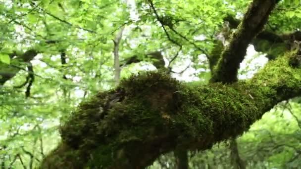 Yeşil yosun ile kaplanmış büyük bir ağaç. Ormanda ağaç kabuğu. Ormanda yosun ağaçları  - Video, Çekim