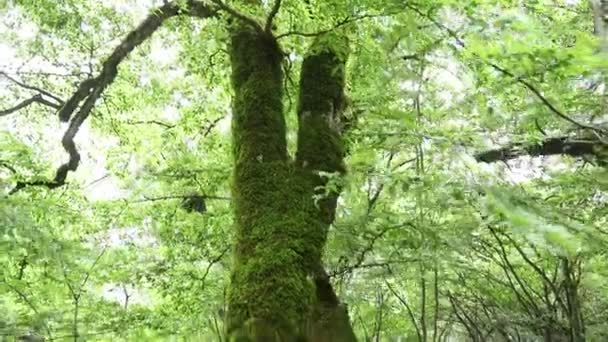 Grote boom begroeid met groen mos. Boom blaft in het bos. Mosbomen in het bos  - Video