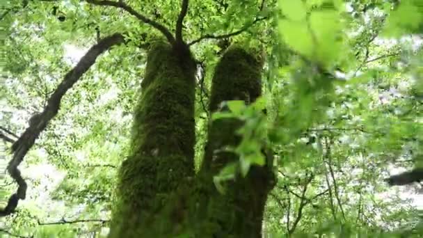 Nagy, zöld mohával benőtt fa. Fakéreg az erdőben. Moss fák az erdőben  - Felvétel, videó
