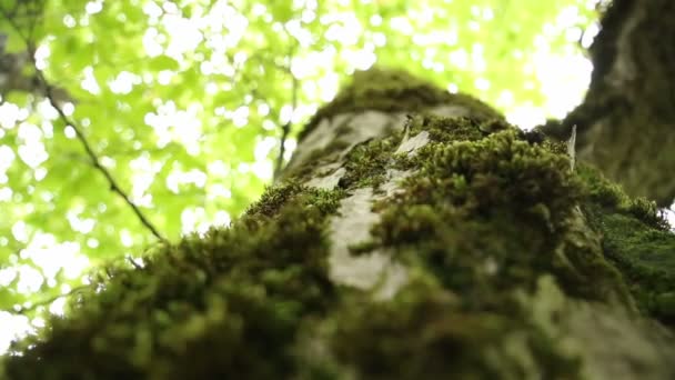 Grande albero ricoperto di muschio verde. Corteccia d'albero nella foresta. Muschi nella foresta  - Filmati, video