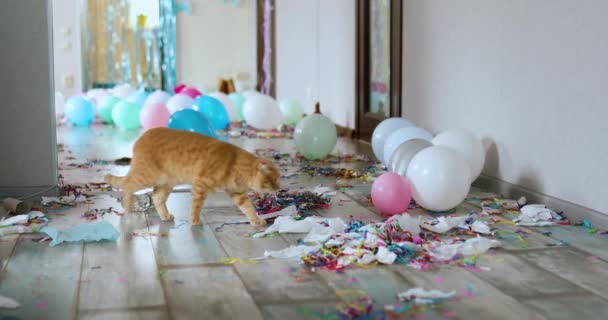Pelokas, yllättynyt kissa kävelee puulaminaatilla juhlien jälkeen kaaos, sotkuinen olohuoneessa kotona, konfetti ja ilmapallot, aamu juhlan jälkeen. - Materiaali, video