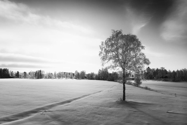 孤独の白樺の木が川によって成長します。冬の太陽は木の後ろに輝き、雪原に長い影を作り出します。. - 写真・画像