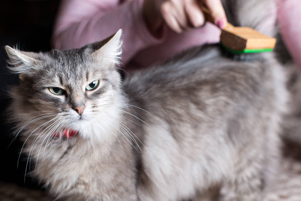 Meisje hand kammen bont van grijze kat, close-up. - Foto, afbeelding