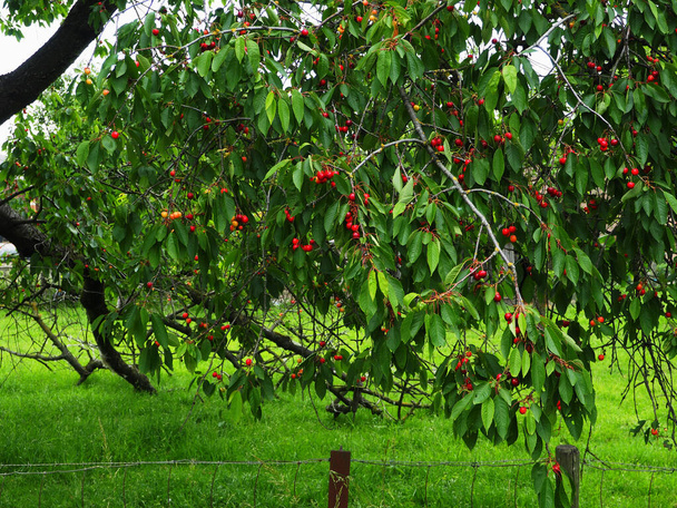 Delicious juicy cherries hanging in the tree - Photo, Image