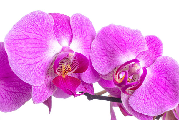 Kvetoucí květiny z falaenopsis orchidej, jako velké krásné růžové motýly, izolované na bílém pozadí - Fotografie, Obrázek