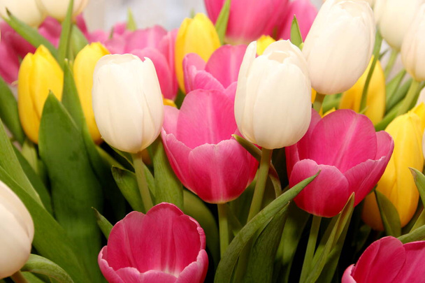 Fiori di tulipano colorati primo piano, sfondo floreale. Tulipano fiore con sfondo foglia verde  - Foto, immagini