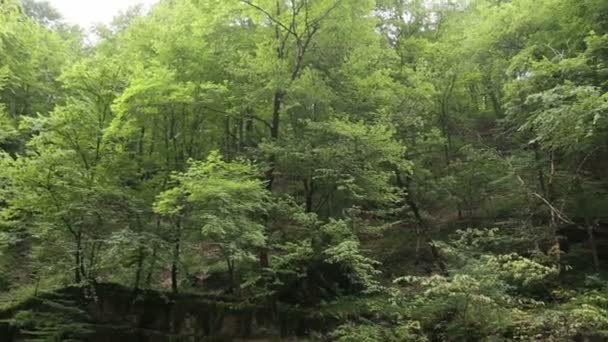 A fák panorámája az erdőben. Napfényes erdő a napsugarakban. A sugarak átkelnek a fák ágain. - Felvétel, videó