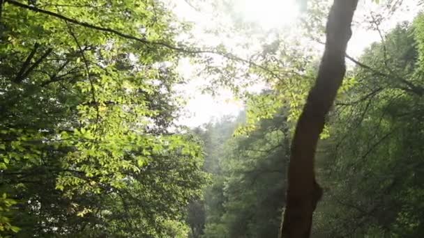 森の中の木々のパノラマ。光線の太陽の下で日当たりの良い森。光線が木の枝を通って彼らの道を作る - 映像、動画