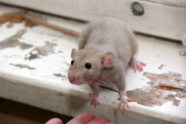 dekoratív barna patkány keres valamit enni. A patkány eszik. Dekoratív házi patkány  - Fotó, kép