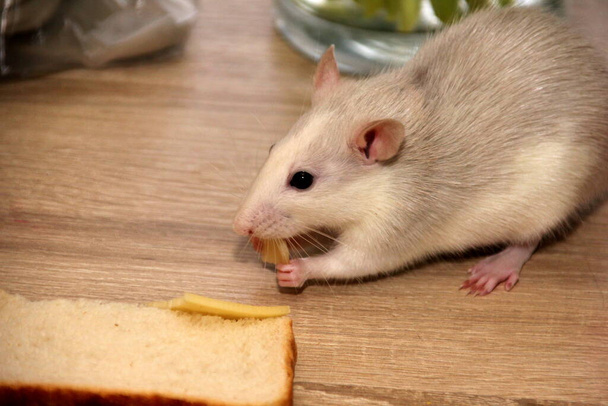 装飾用の茶色のネズミが何か食べるものを探してる。ネズミは食べる。装飾的な家のネズミ  - 写真・画像