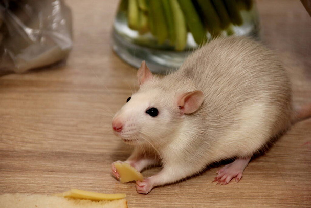 ozdobny brązowy szczur szuka czegoś do jedzenia. Szczur je. Dekoracyjny szczur domowy  - Zdjęcie, obraz