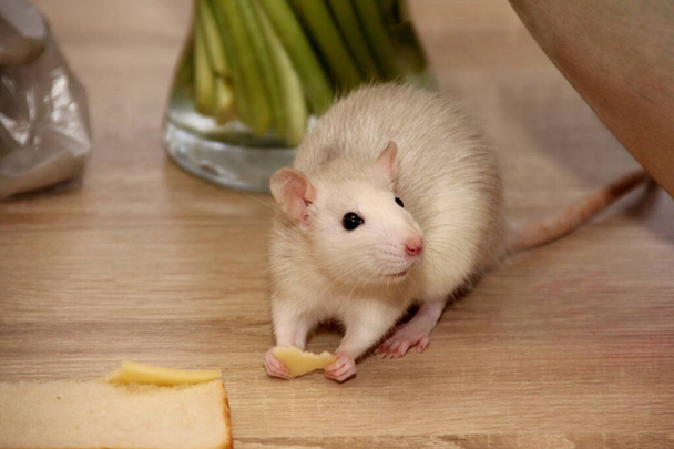 rata marrón decorativo está buscando algo para comer. La rata come. Casa decorativa rata  - Foto, Imagen