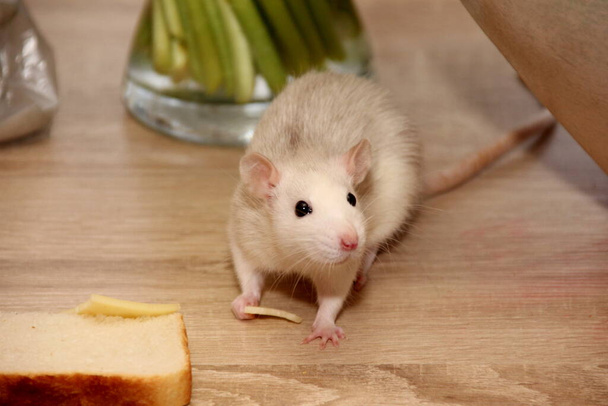 Dekoratif kahverengi sıçan yiyecek bir şeyler arıyor. Fare yer. Dekoratif ev faresi  - Fotoğraf, Görsel