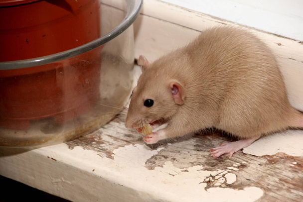 ozdobny brązowy szczur szuka czegoś do jedzenia. Szczur je. Dekoracyjny szczur domowy  - Zdjęcie, obraz